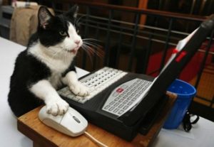 cat-at-computer
