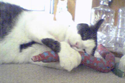Norman convalescing with his Hot Cats toy